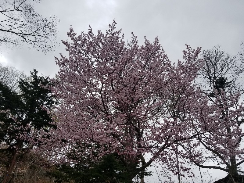 桜の木